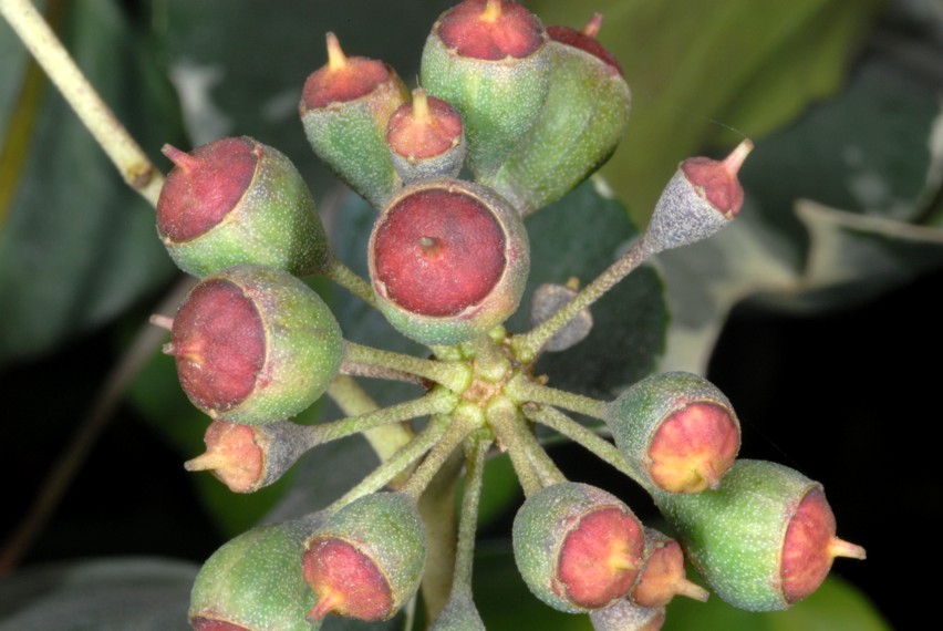 Alcuni scatti con Nikon D200, SB 800 e i due SB-R200